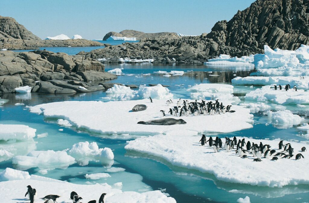Manchots Royaux en Géorgie du Sud lors d'un voyage en Antarctique