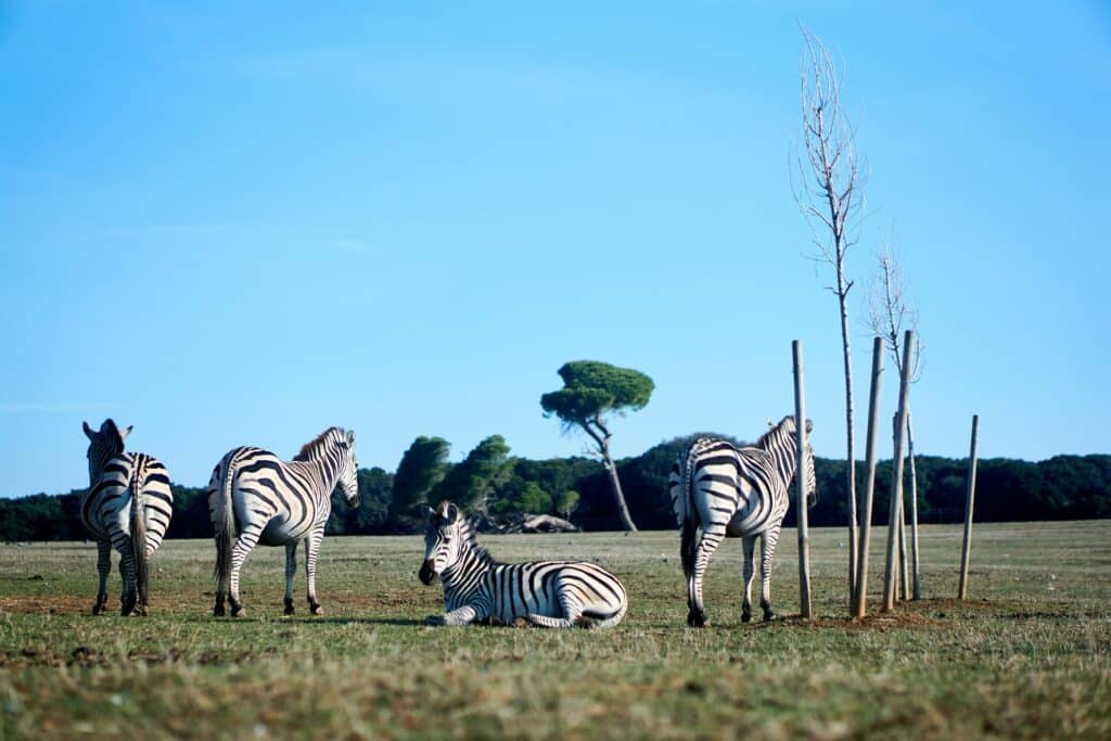 Zèbres au repos dans une prairie bordée de pins sur l'île de Veliki Brijun