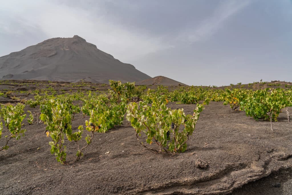 Des vignes plantées dans les roches volcaniques du Pico de Fogo sur l'île éponyme.