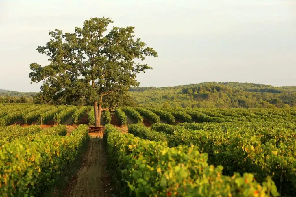 Un arbre se dresse au milieu du vignoble du Château Berne