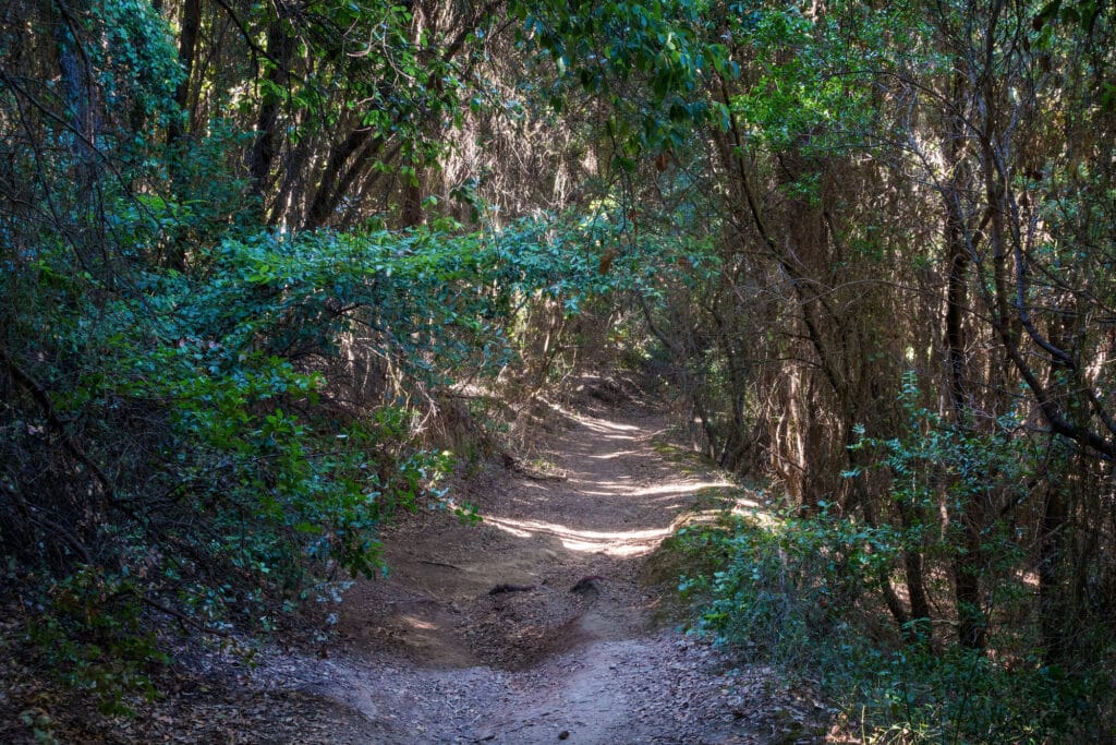 Sentier ombragé dans la forêt de Kavos au sud de l'île de Corfou.