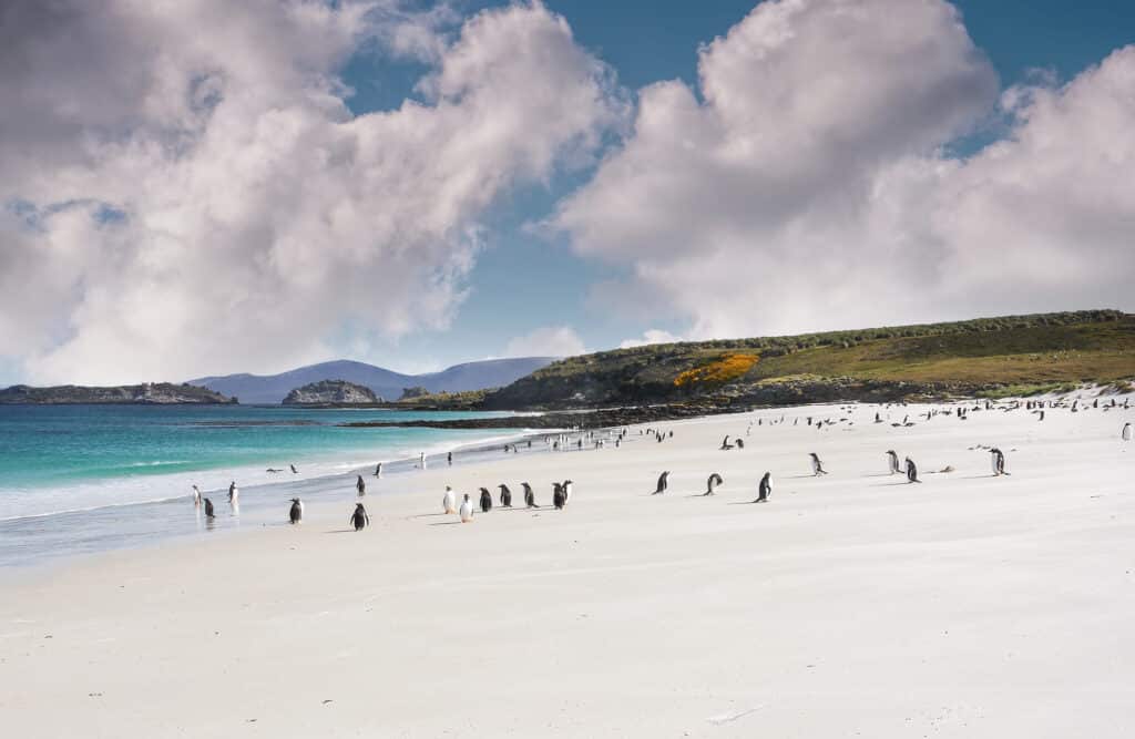 Des manchots sur un plage de Volunteer point aux Malouines