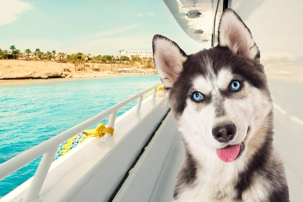 Un chien sur le pont d'un beateau lors d'une croisière