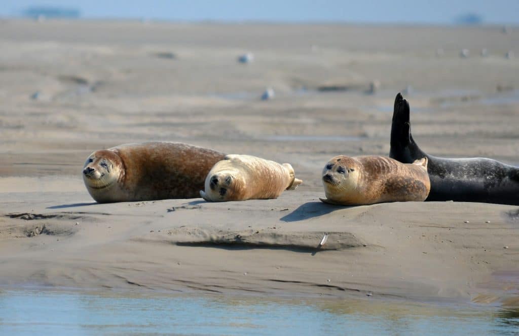Une colonie de phoques de la baie de somme se repose au soleil.