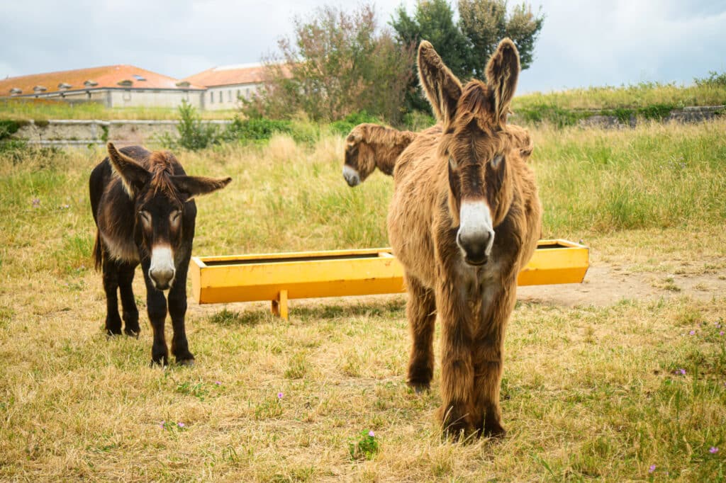 Des ânes rétais à Saint-Clément-des-Baleines sur l'île de l'ile