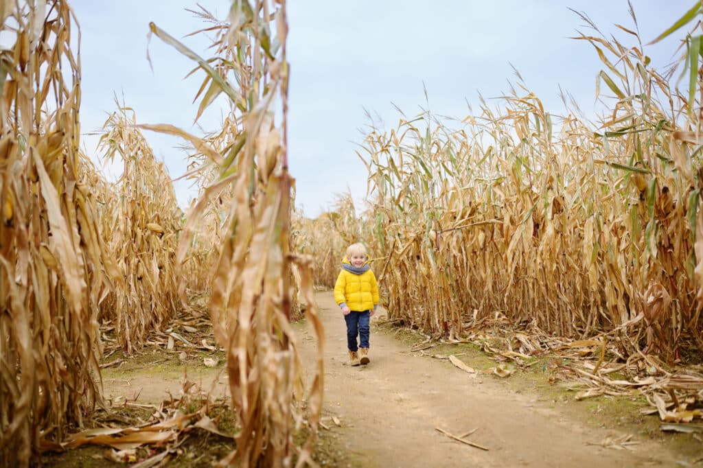 Un enfant dans un Labyrinthe de maïs.