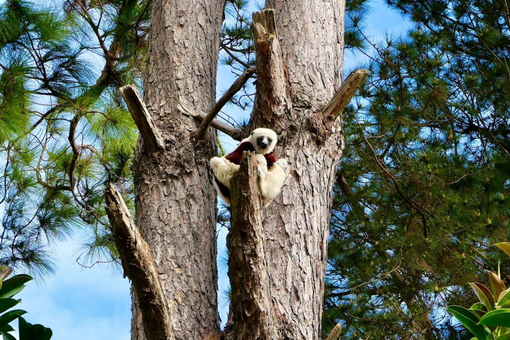 Lémurien dans un arbre à proximité de la capitale de Madagascar, Antananarivo
