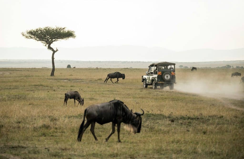 Un 4x4 en safari dans le parc national du Masai Mara.