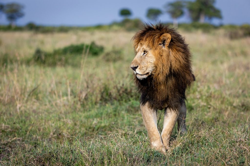 Un lion dans un parc national du Kenya.