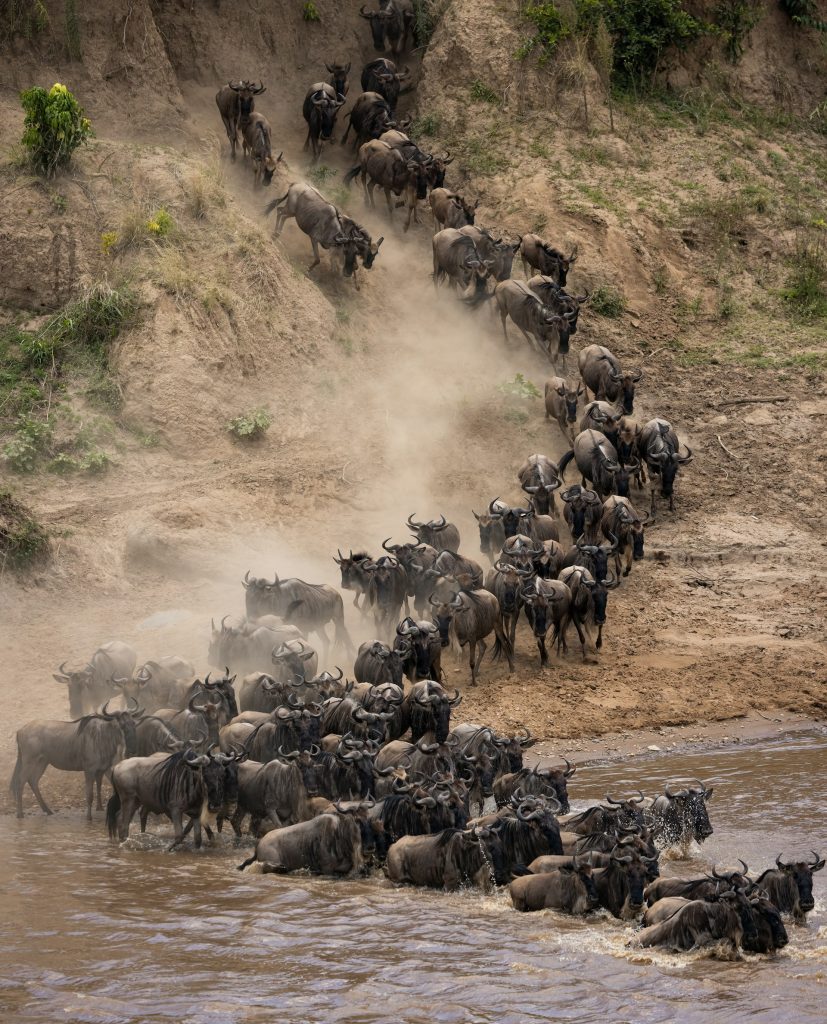 Un troupeau de gnous s'apprête à traverser la rivière Mara lors des grandes migrations dans le parc national de Masai Mara