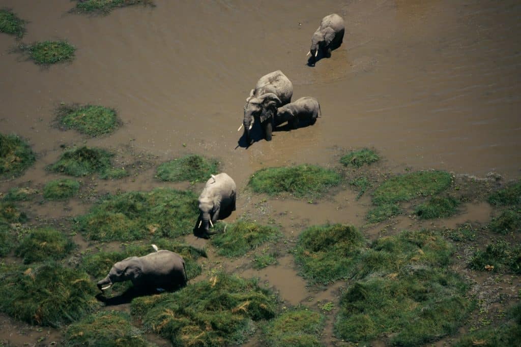 Des éléphants traversent une prairie inondée pendant la saison des pluies au Kenya.