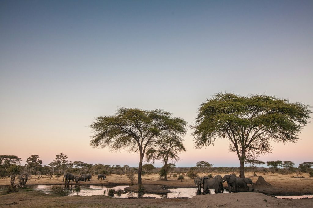 Un troupeau d'éléphants au bord d'un point d'eau pendant la période sèche du Kenya.