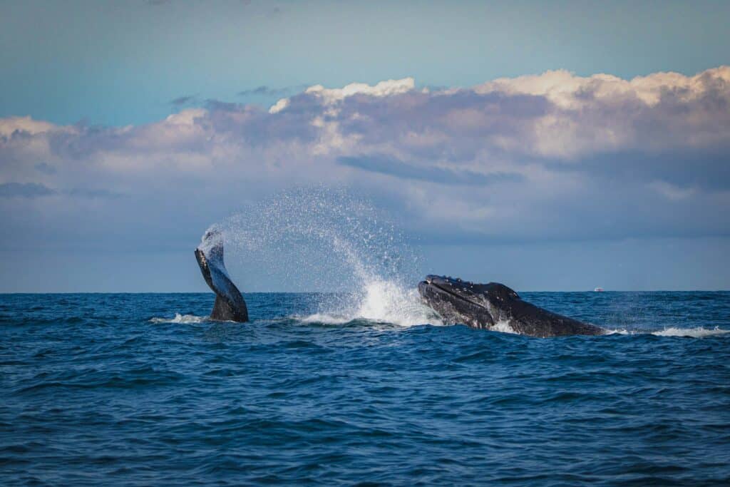 Baleine sortant sa nageoire caudale de l'océan