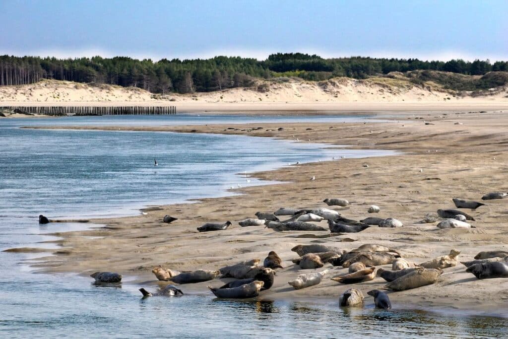 Les phoques de la baie de Somme se reposent au soleil sur un banc de sable.