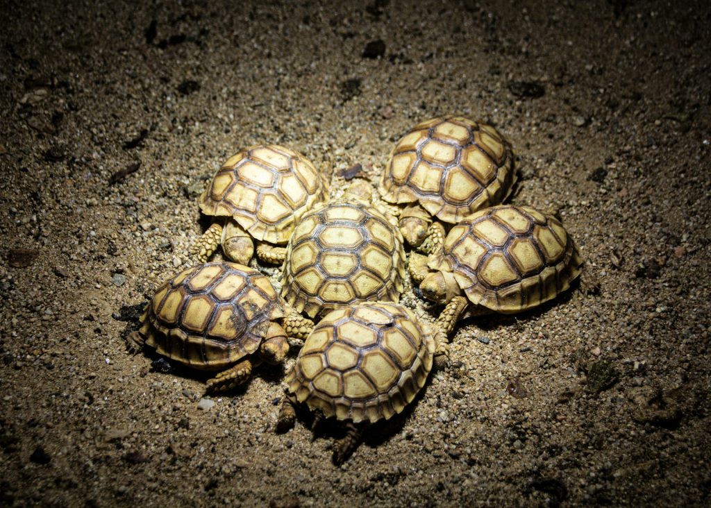 Tortues au Parc A Cupulatta, une attraction des alentours d'Ajaccio