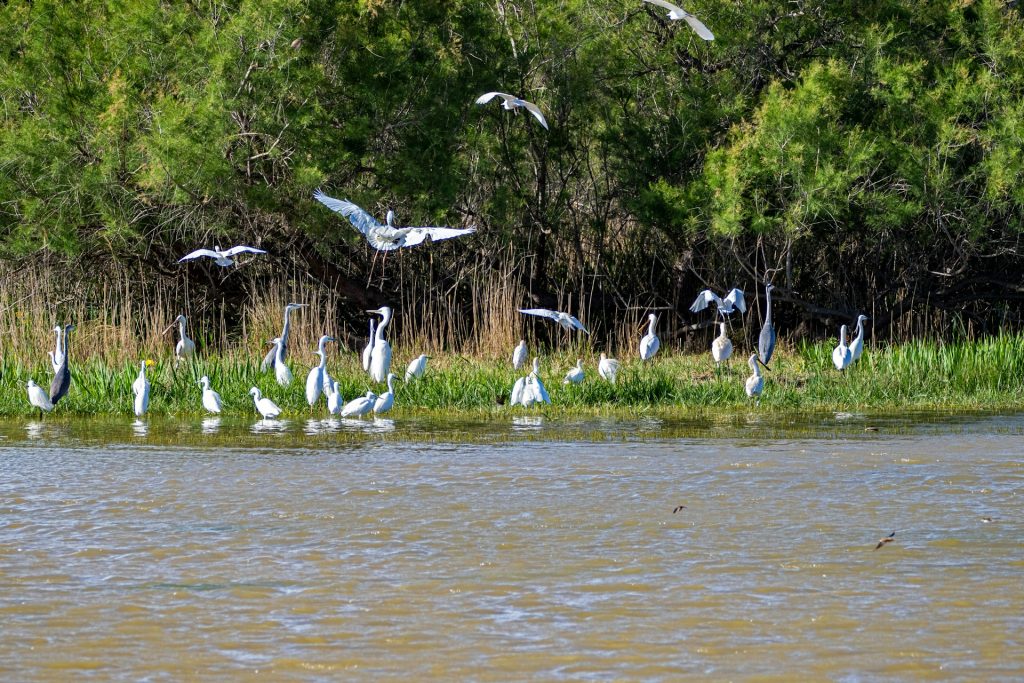 Des hérons dans le Parc Naturel des Aiguamolls de l'Empordà