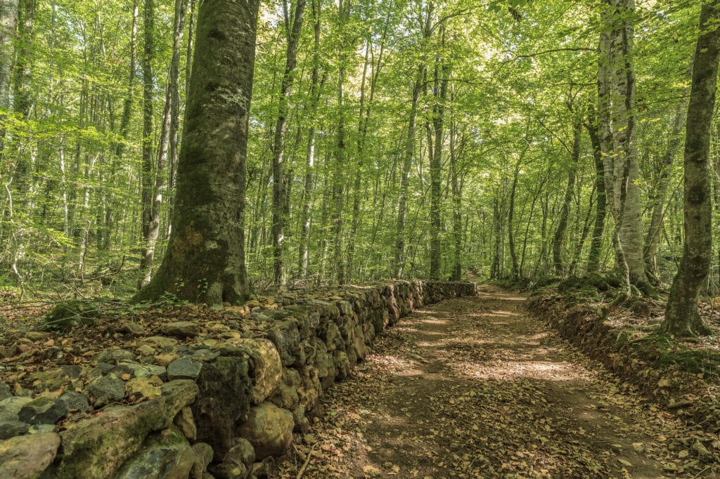 Un sentier dans la Fageda d'en Jordà sur les contre forts du volcan Croscat.
