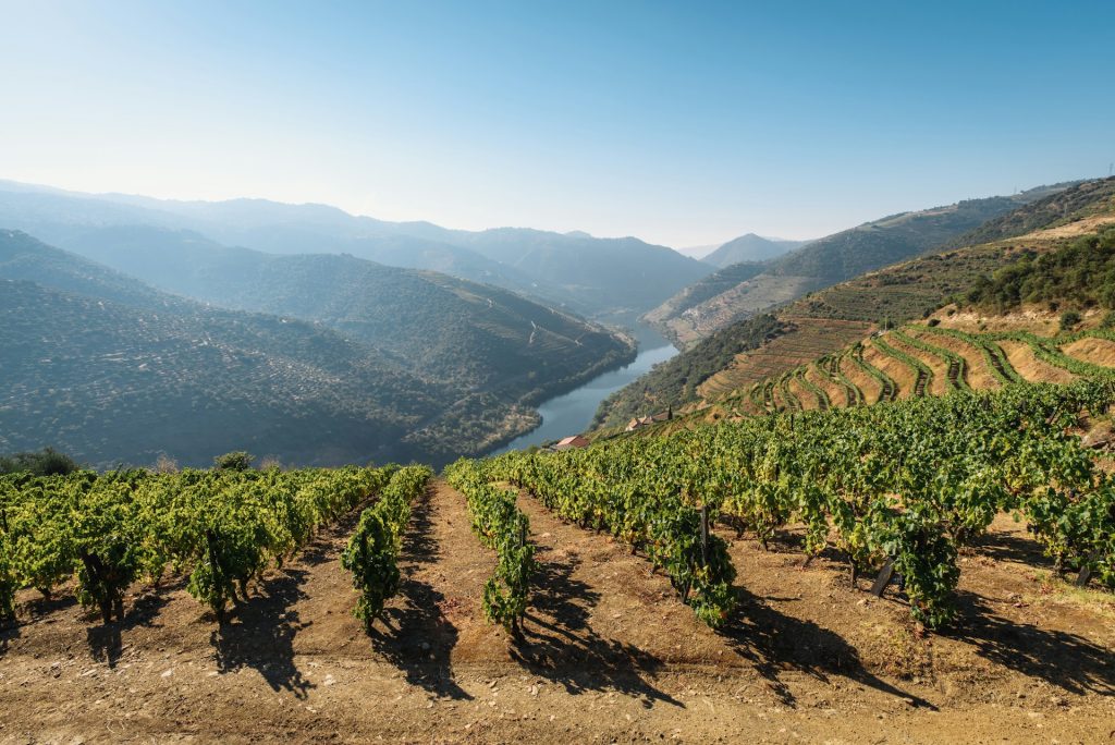 Randonnée au milieu des vignes dans la vallée du Douro.