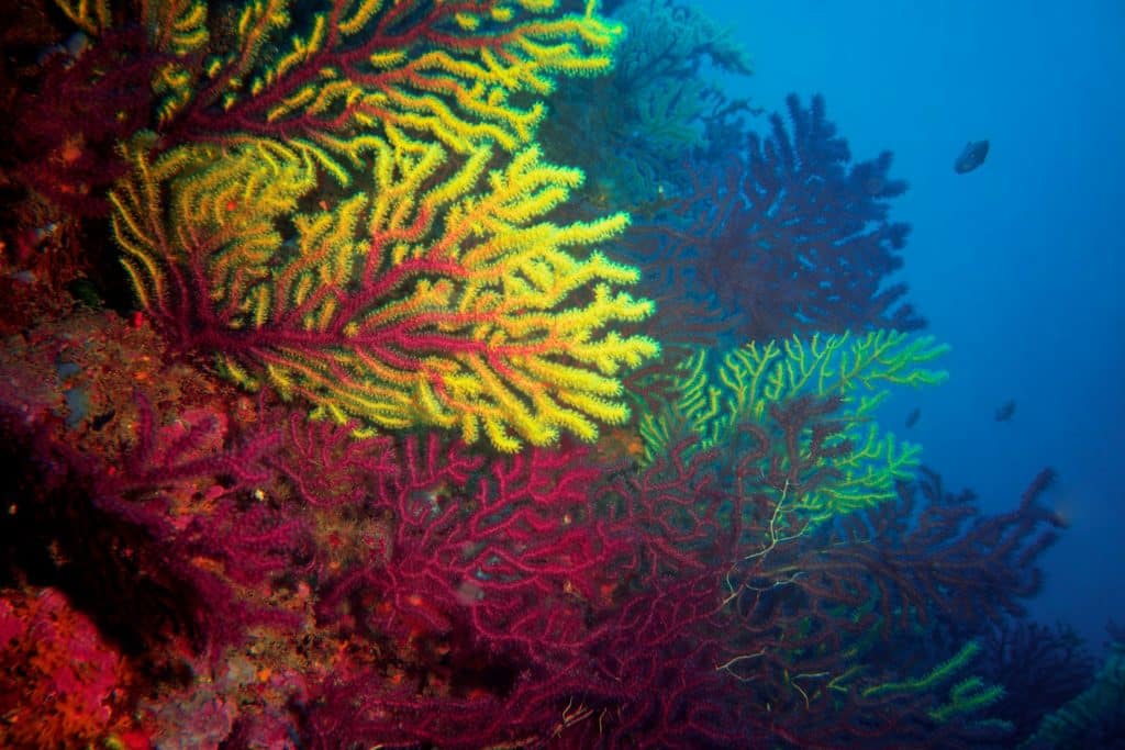 Des coraux dans les fonds marins des îles de Medes au large de Begur.