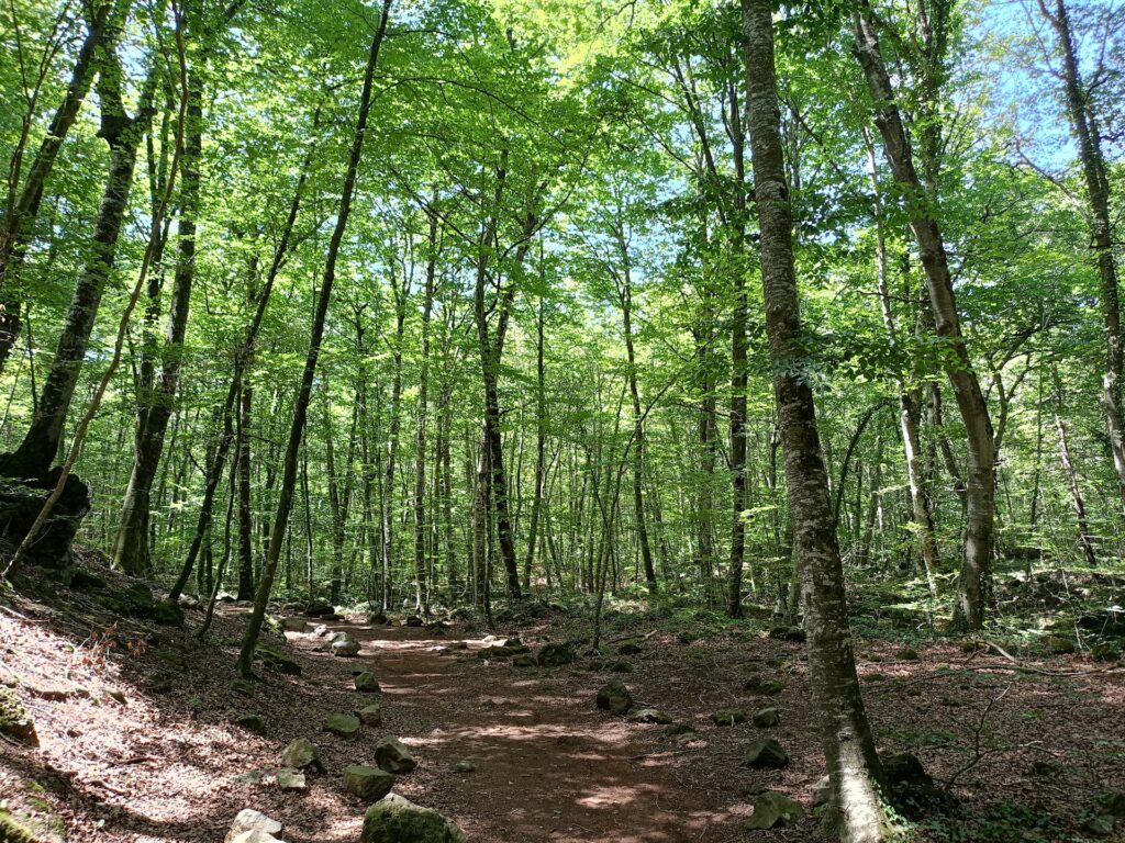 Sentier de randonnée en forêt dans le Parc Naturel de la Zone Volcanique de la Garrotxa