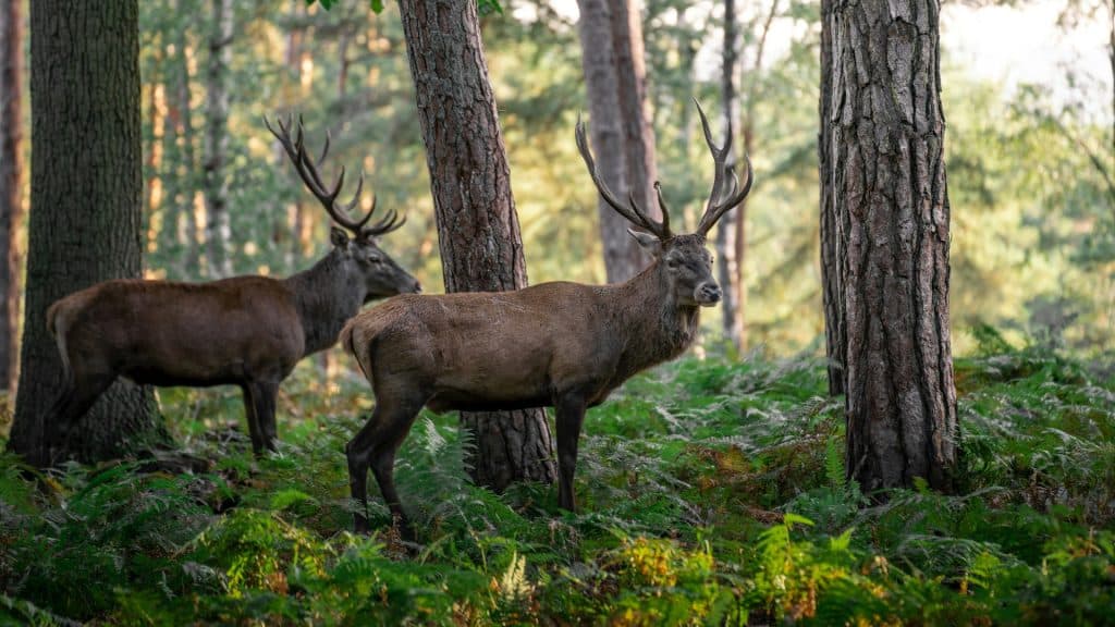 Deux cerfs dans la forêt de Rambouillet.
