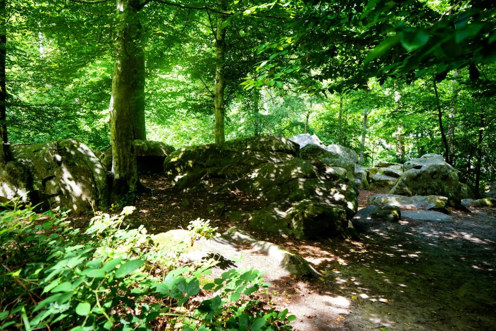 Randonnée en forêt dans la vallée de Chevreuse
