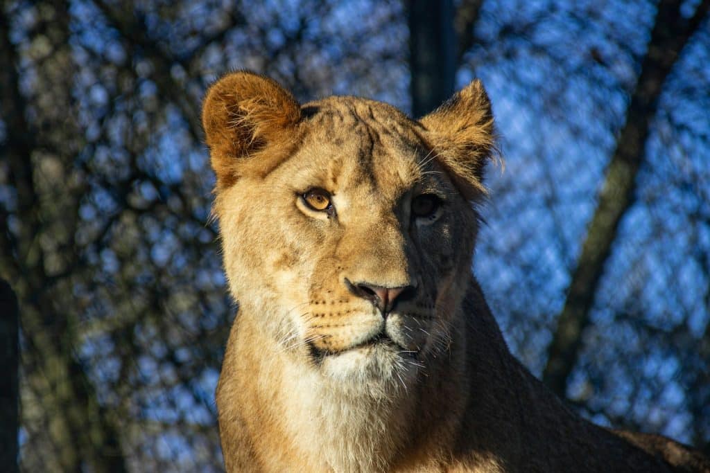 Une lionne du zoo de Thoiry