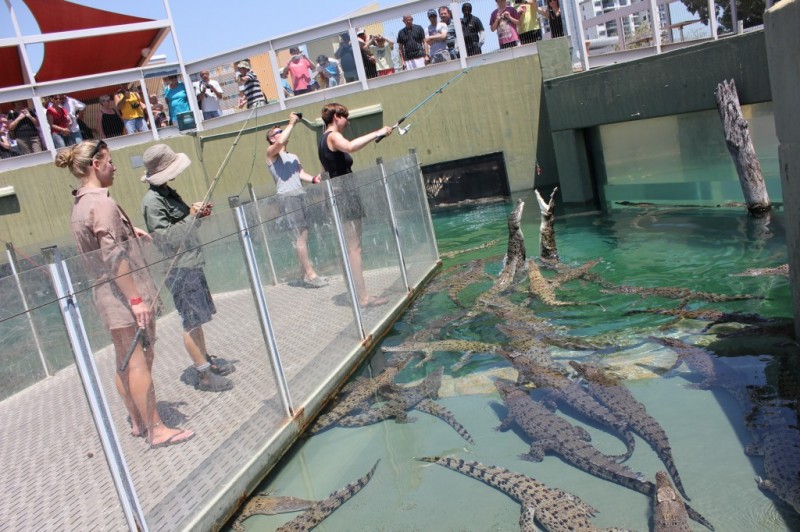 repas-crocodile repas des crocodiles