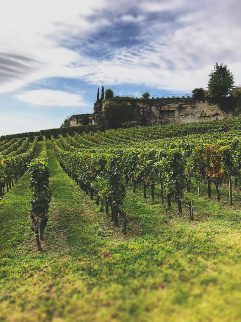 Vignobles de Saint-Émilion en été avec les coteaux calcaires en arrière-plan