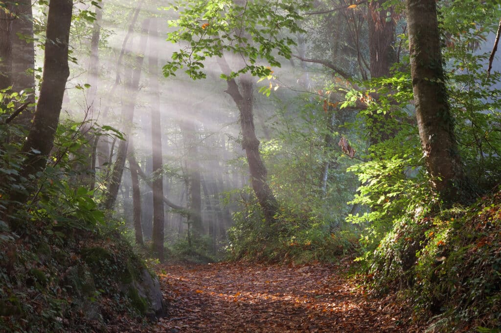 Le soleil transperse le feuillage de la hétraie de la Fageda de Jorda dans le parc naturel de la Garrotxa.