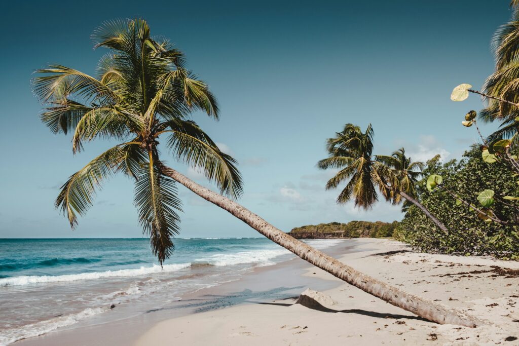 Cocotiers penchés sur une plage martiniquaise.