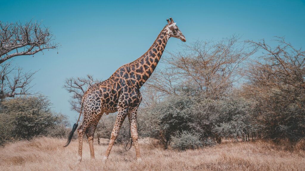 Une girafe dans la réserve animalière de Bandia au Sénégal.