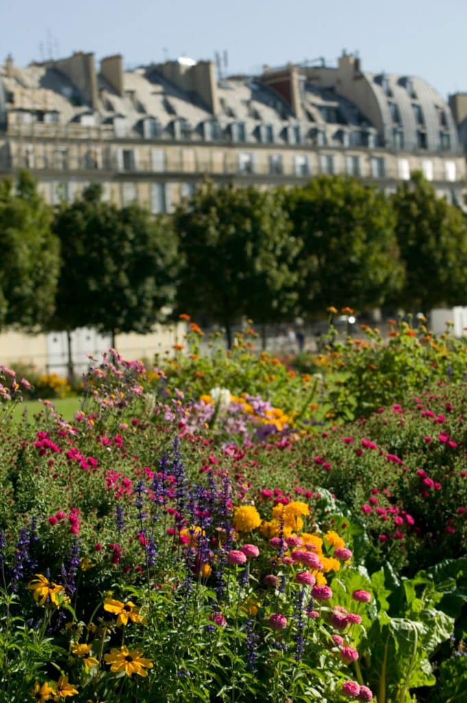 Un parterre fleurie des jardins du Luxembourg dans le quartier latin à Paris.