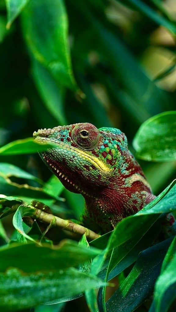 Un reptile du Zoo de Vincennes