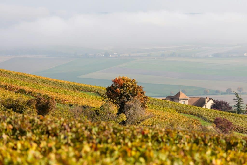 Les vignobles champenois vus lors d'une promenade en E-bike au départ de Reims.