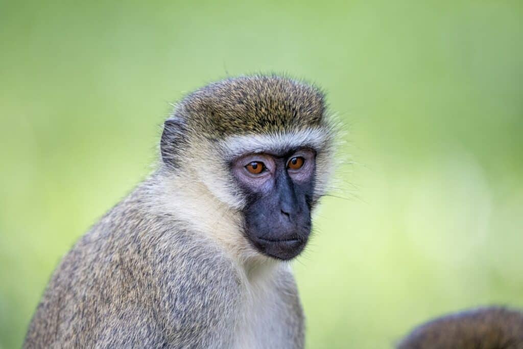 Un singe dans le jardin botanisue d'Entebbe.