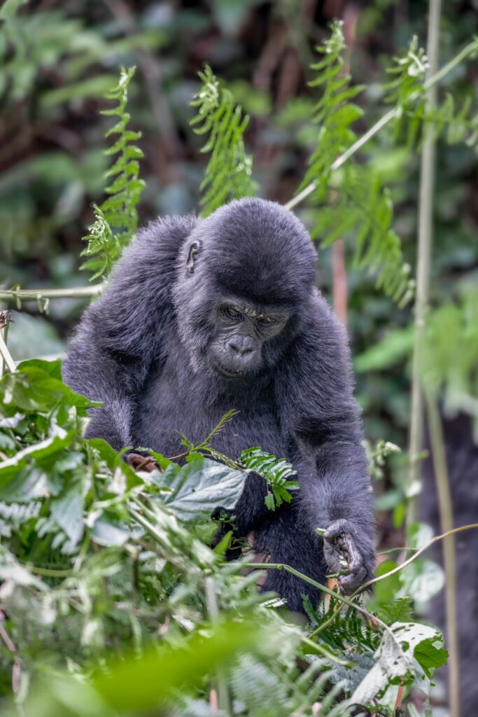 Un gorille des montagnes dans la forêt impénétrable de Bwindi