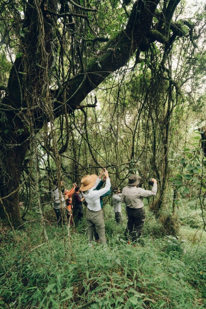 Des touristes photographient un gorille de montagne lors d'un trel d'observation dans la forêt impénétrable de Bwindi.