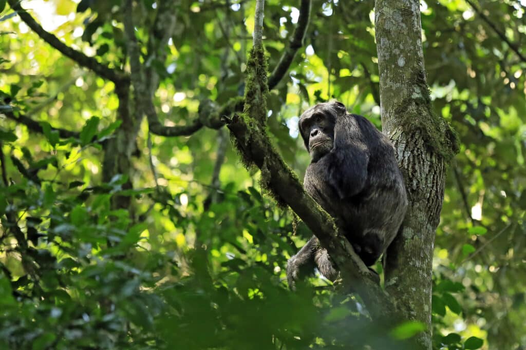 Un Chimpanzé dans la forêt de Kibale