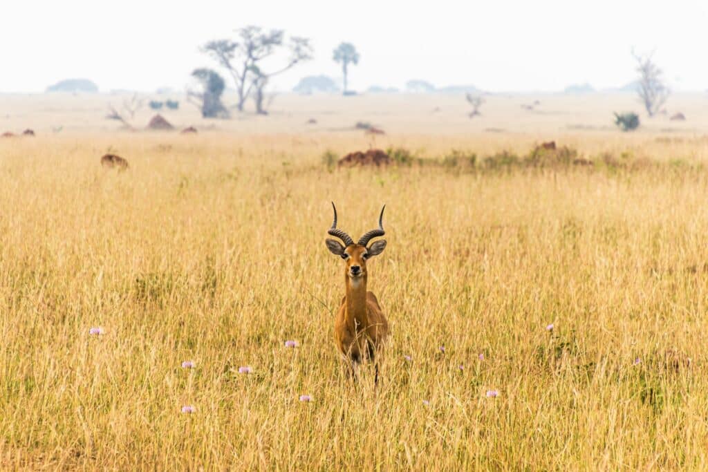 Un antilope dans le parc national Murchison Falls