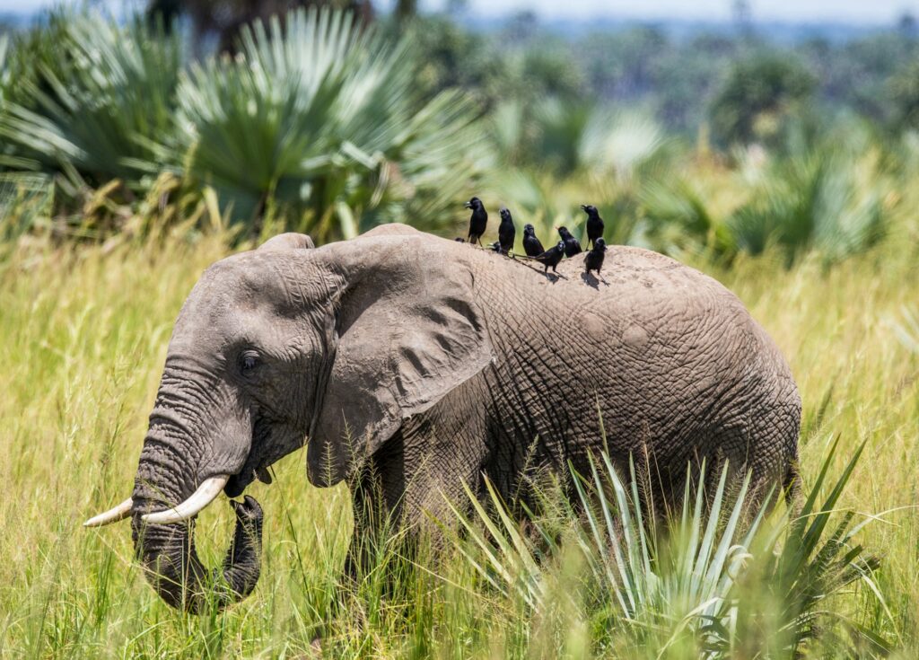 Des pics sur un éléphant dans le parc national Murchison Falls en Ouganda.