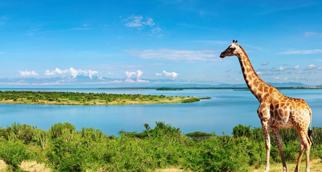 Une girafe au bord du Nil victoria dans le parc national de Murchinson Falls en Ouganda.
