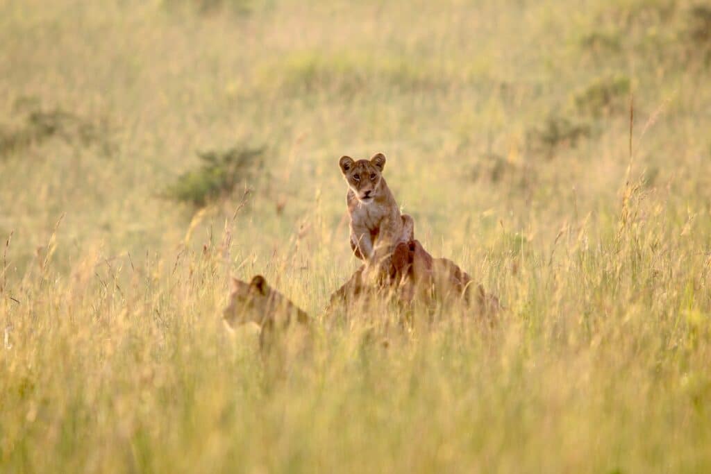 Un famille de lions dans un parc naturel ougandais.