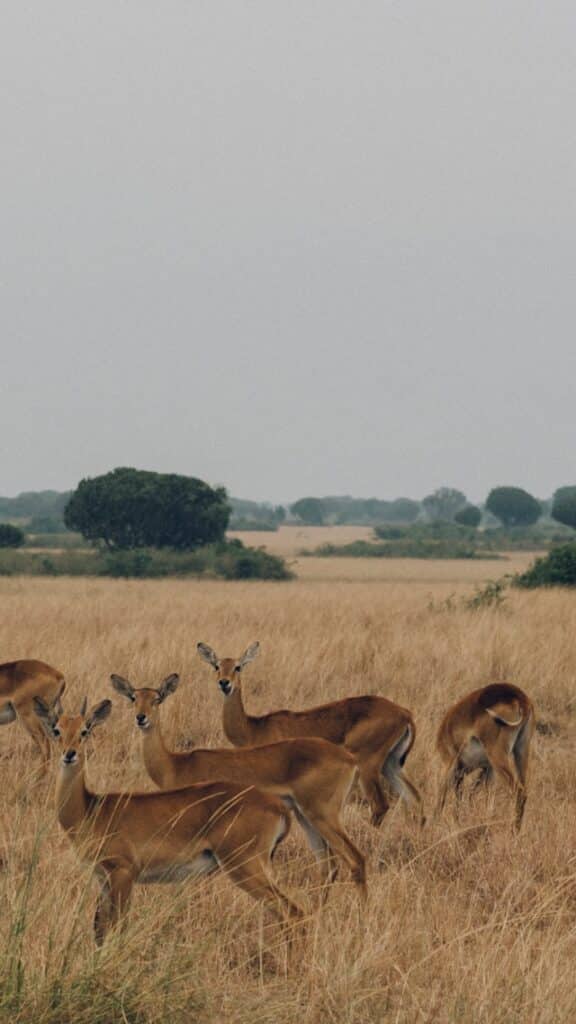 Un groupe de gazelles dans le parc national Queen Elizabeth lors de la saison sèche ougandaise.