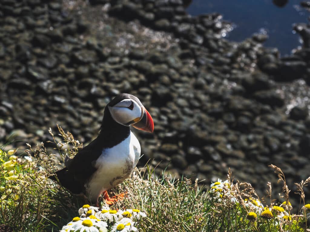 Un Macareux moine au Latrabjarg Bird Cliffs en Islande