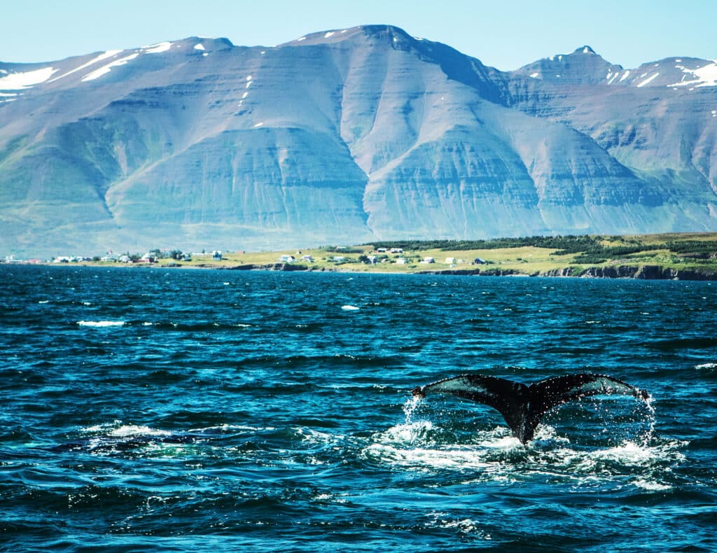 Nageoire caudale d'une baleine au large de l'Islande.